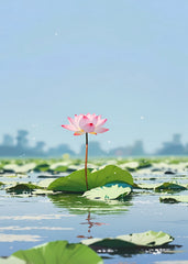Lotus flower