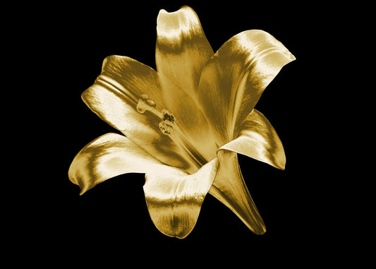 Golden Lily on Black