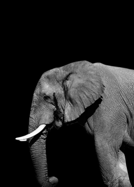 Elephant Portrait