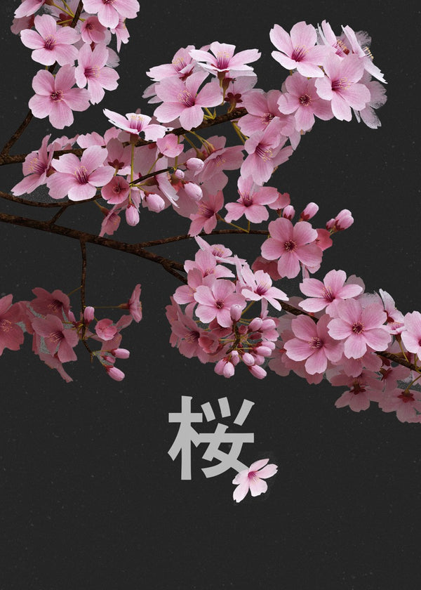 Pink Cherry Blossoms