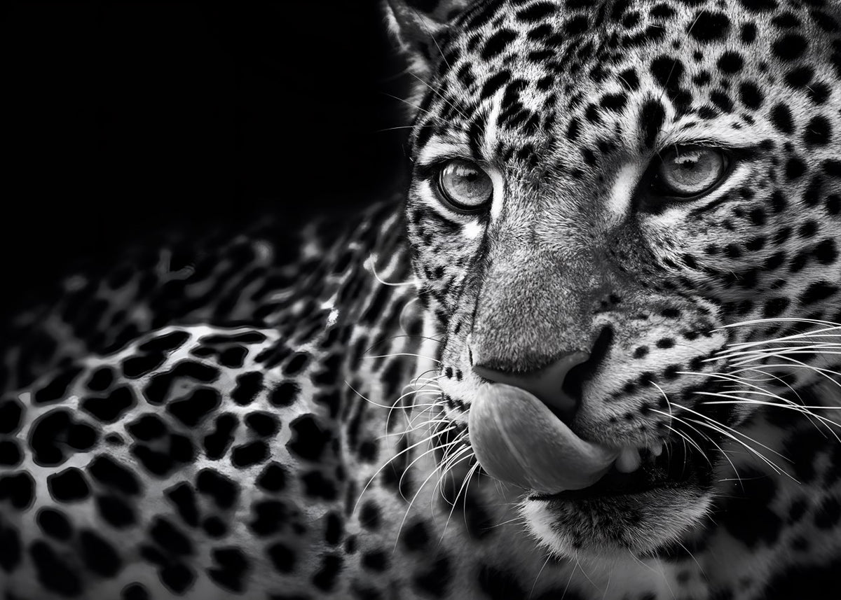 A hungry leopard