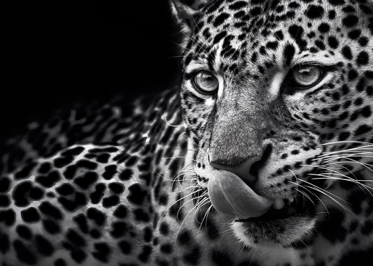A hungry leopard