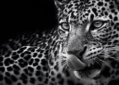 A hungry leopard