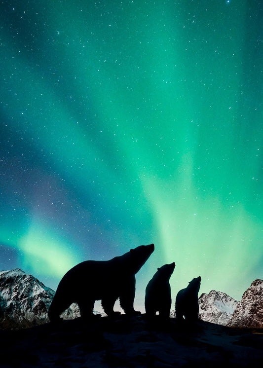 Polar Bears under Aurora 