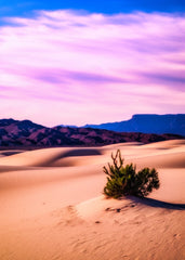 Solitude in the Sand