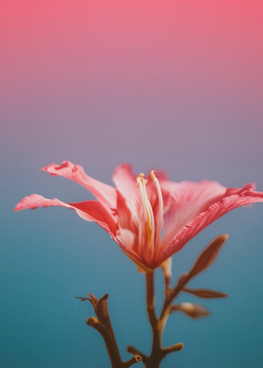Pink lily on gradient