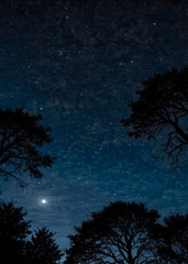 Magical Moon Nights