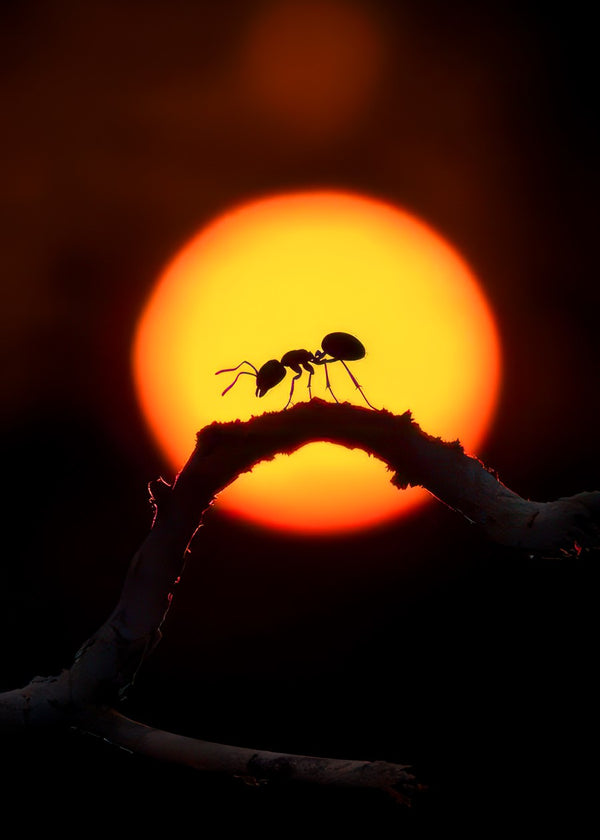 ants at night
