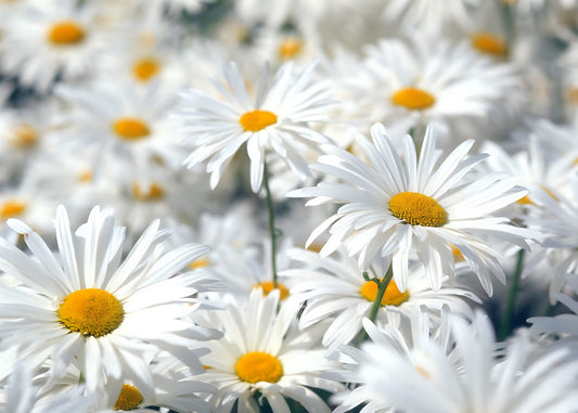 Field of White Daisies