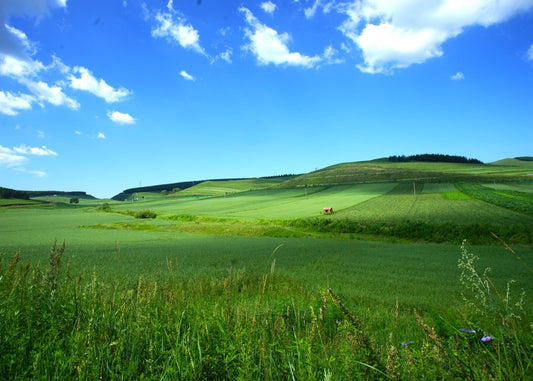 Green Rolling Hills Landscape