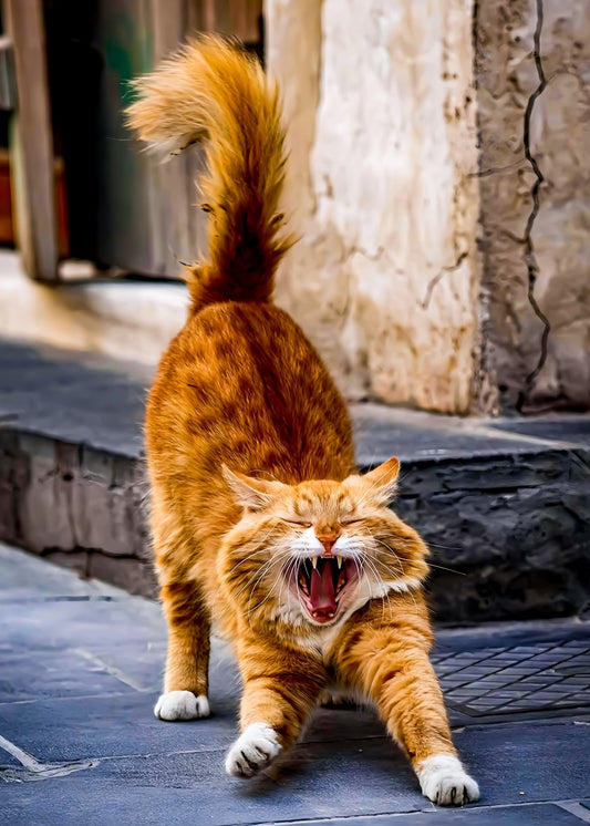 Sleepy Cat