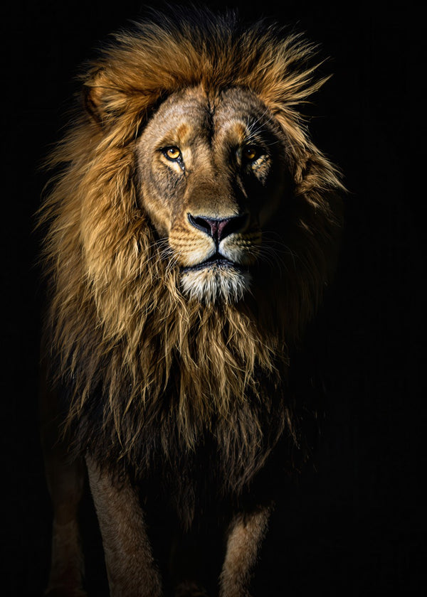 Lion King Of The Jungle