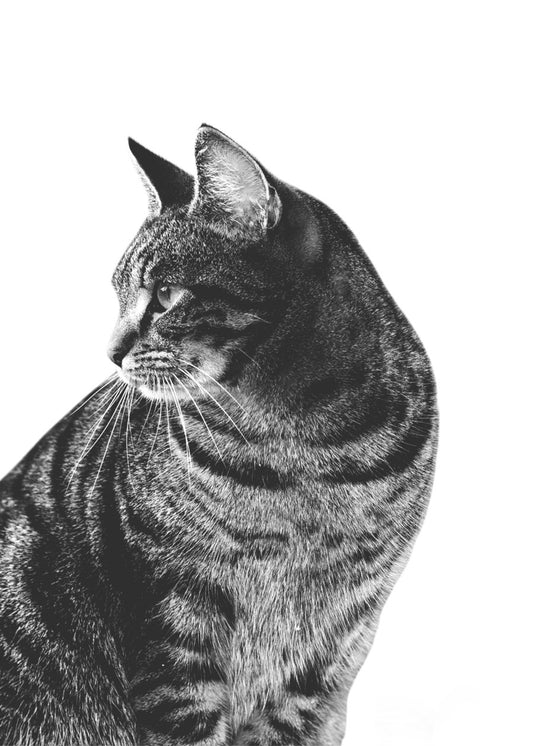 Cat Portrait