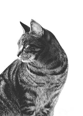 Cat Portrait