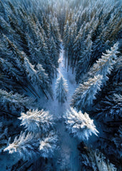 Snow-covered Forest