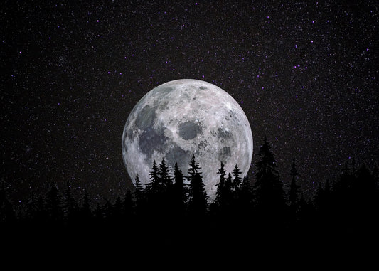 Full moon Forest Night Dark