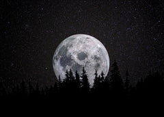 Full moon Forest Night Dark