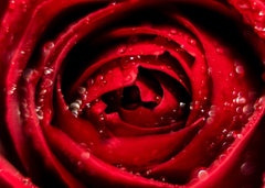 Red rose with water droplets