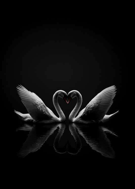 Swan 