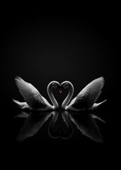 Swan 