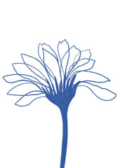 Blue Line Flower