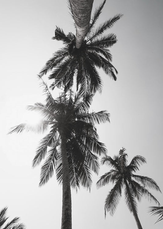 Palm trees