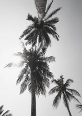 Palm trees