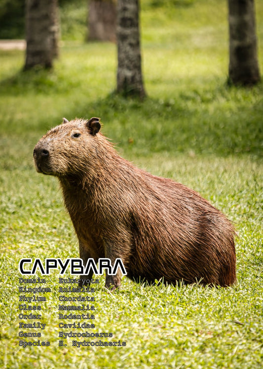 Capybara