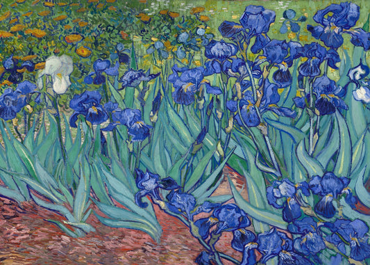 the Irises flower