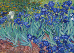 the Irises flower