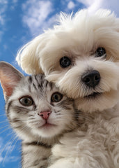 Pawsitively Adorable Duo