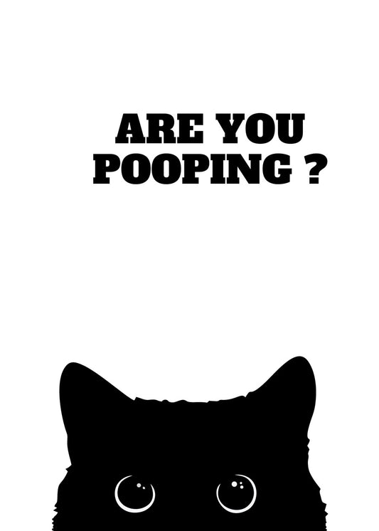 Black Cat Are you pooping 