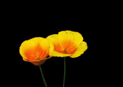 Twin Golden Poppies