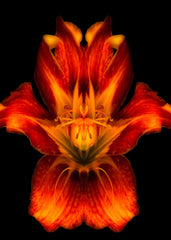 Fiery Symmetry Bloom