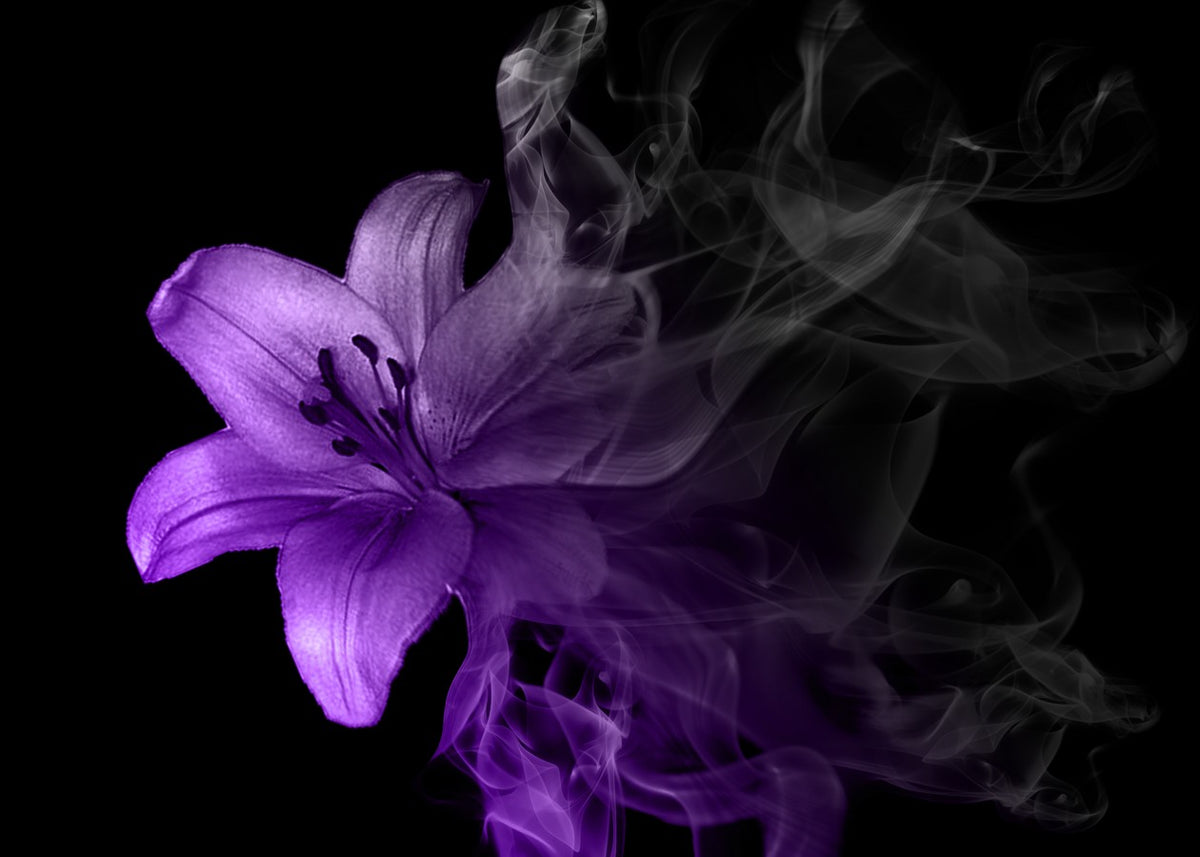 Purple Lily in Smoke
