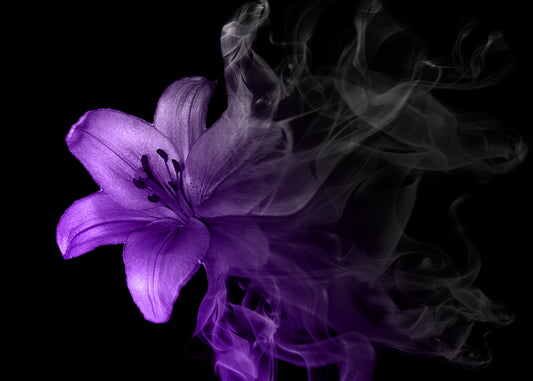 Purple Lily in Smoke