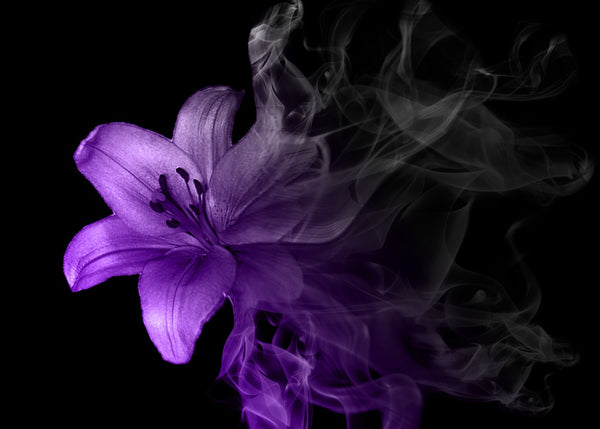 Purple Lily in Smoke