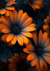 Yellow Petals flowers