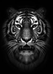 Wild tiger face black white
