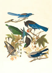 A Symphony of Feathers