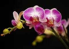 Vibrant Pink and White Orchid 