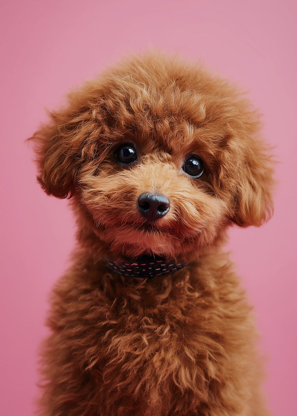 Dog cute