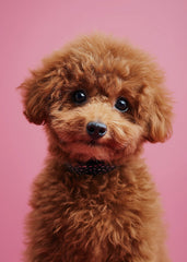 Dog cute