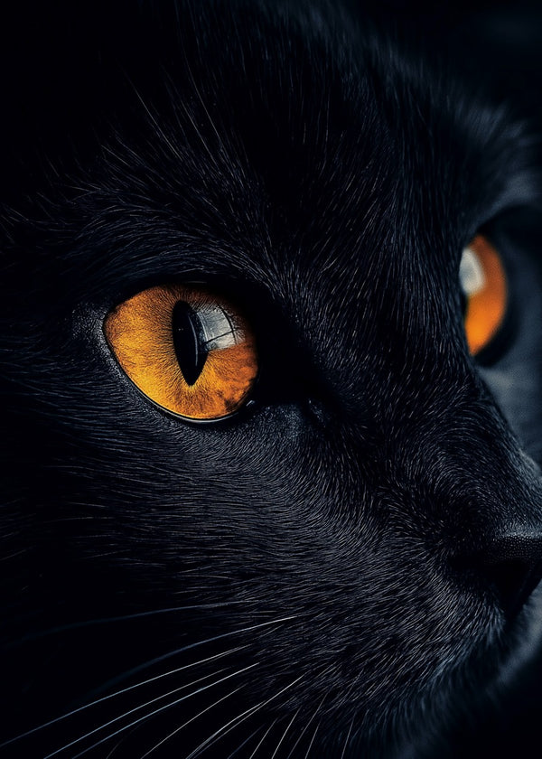 Black cat
