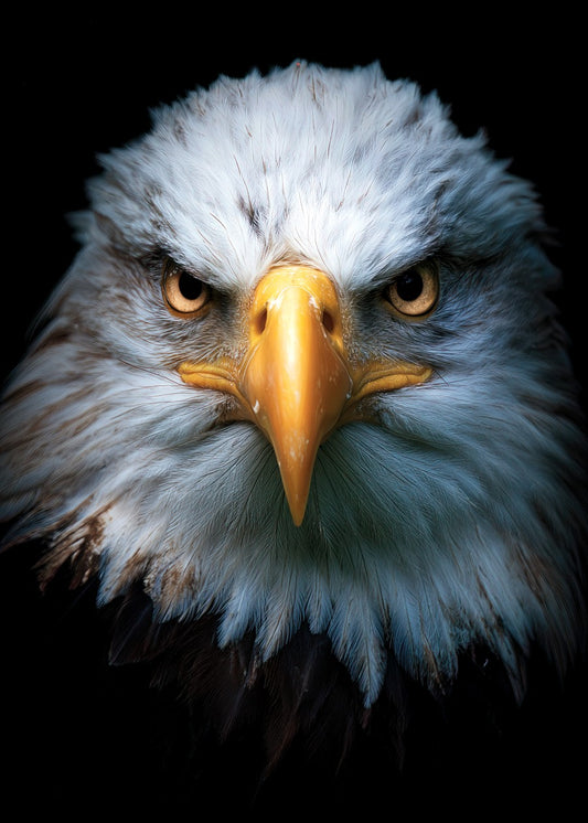 Bald Eagle Portrait