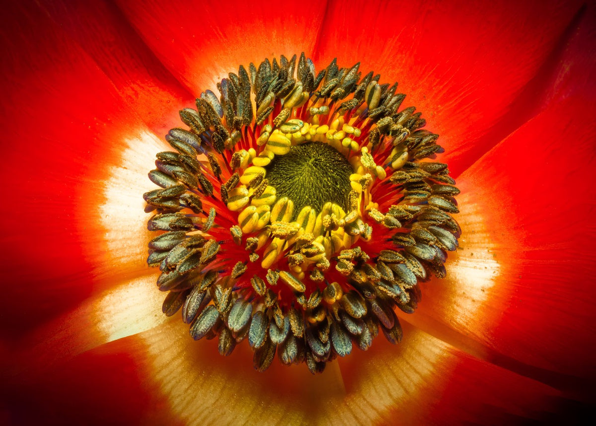 Macro Heart of a Poppy