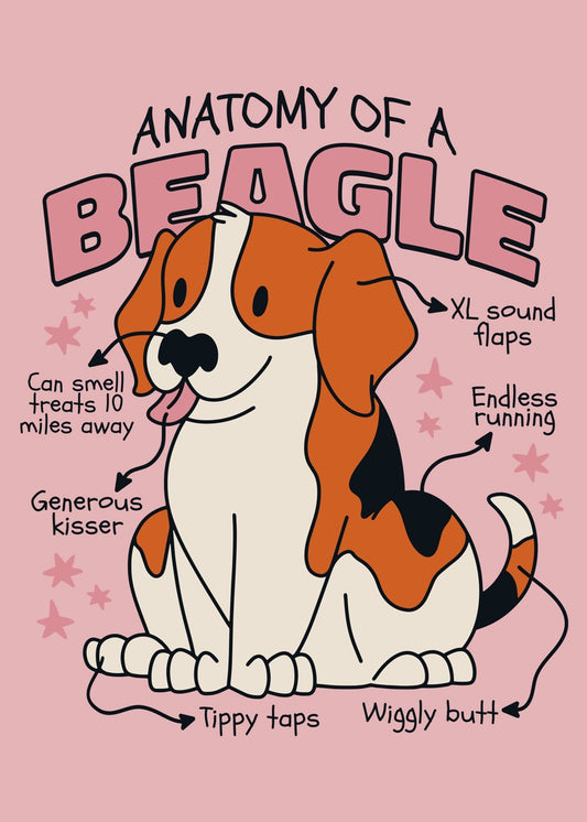 Anatomy of a Beagle Dog 