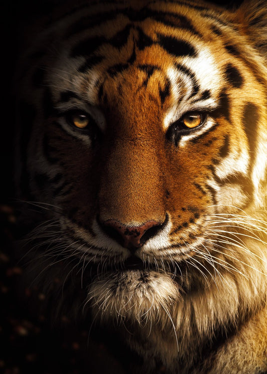 wild tiger face