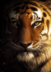 wild tiger face