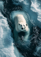 Polar bear